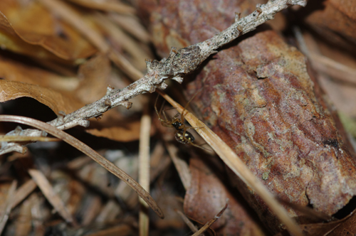 Linyphiidae
